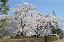 いつもの公園で桜満開
