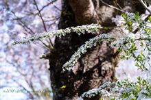 春の京都紀行 Day2-1 インクライン〜南禅寺界隈〜哲学の道