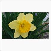 ４月１３日、おはようございま ...