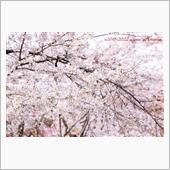 春の京都紀行 Day2-4  ...