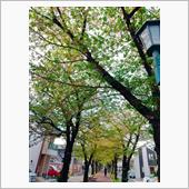 葉桜・・・新緑の季節