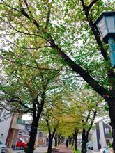 葉桜・・・新緑の季節