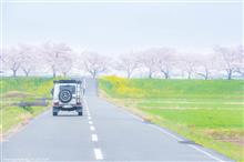 2022桜ドライブ⑤/木曽三川界隈