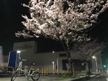 夜桜を見てきたよ