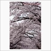 春の京都紀行 Day3-1  ...