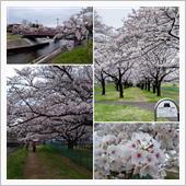 柳瀬川の桜