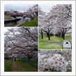 柳瀬川の桜