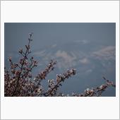 雪ウサギと桜