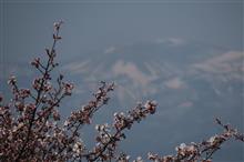 雪ウサギと桜