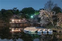 2022桜 奈良の桜（藤原京跡・奈良公園）