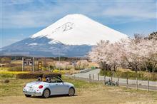 2022桜備忘録　裾野パノラマロード