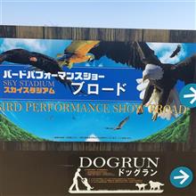 あっちの谷からビューーン　バードパフォーマンスショー　那須どうぶつ王国