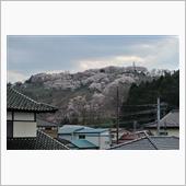 桜狂騒曲も終焉か・・・