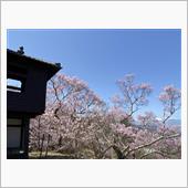 高遠城址公園の桜