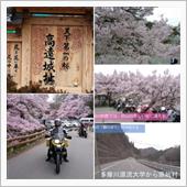 天下第一の桜「高遠城址」・最 ...