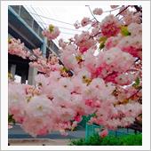 八重桜満開♪