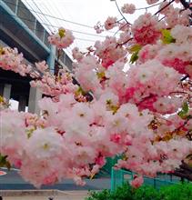 八重桜満開♪