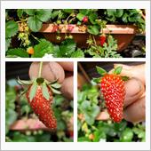 今朝も２粒🍓🍓