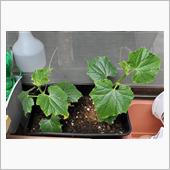 キュウリが仲間入り🥒🥒