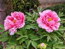 牡丹の開花
