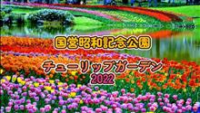 東京・立川/昭島　国営昭和記念公園　チューリップガーデン2022（Story/Ai）【試作品】