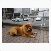 ブサ可愛、チャウチャウとカレラ
