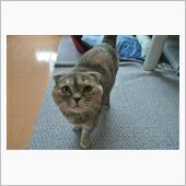 〔ねこ〕今週のレミ (15)