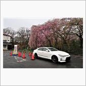 お花見期間 最後の〆