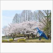 いつもの恐竜スポットで桜