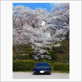 境台場公園の桜