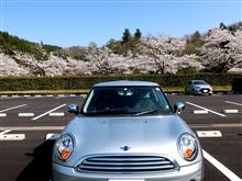 桜、一斉に開花