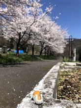 卯月の拾漆　桜ぱとラスト