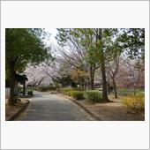 いつも行かない公園の桜