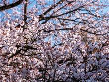 小金井公園で桜まみれ I
