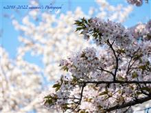 小金井公園で桜まみれ Ⅱ