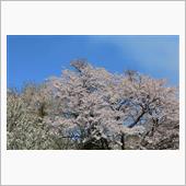 2022/4/9　高森の桜