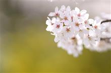 2022 桜　～ 本編・写真 ～