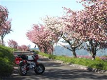 桜2022　その8