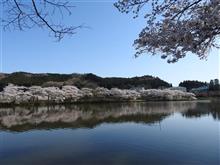 錦鯉公園のどかな桜