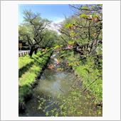 川越、新河岸川の葉桜。