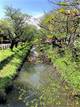 川越、新河岸川の葉桜。