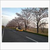 桜が咲くとテンション　アガる ...