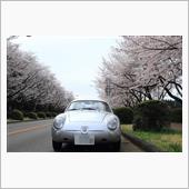 蠍と桜