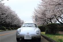 蠍と桜 蠍と桜
