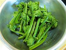 春を感じる山菜「こごみ」をいただきました！
