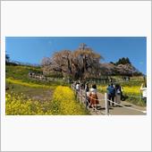 花よりグルメンチ？　北上桜前 ...