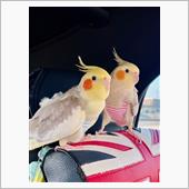 オカメインコとドライブ