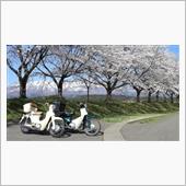 満開の桜を見に行く