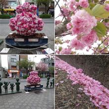桜新町の八重桜