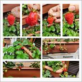 今朝は４粒🍓🍓🍓🍓